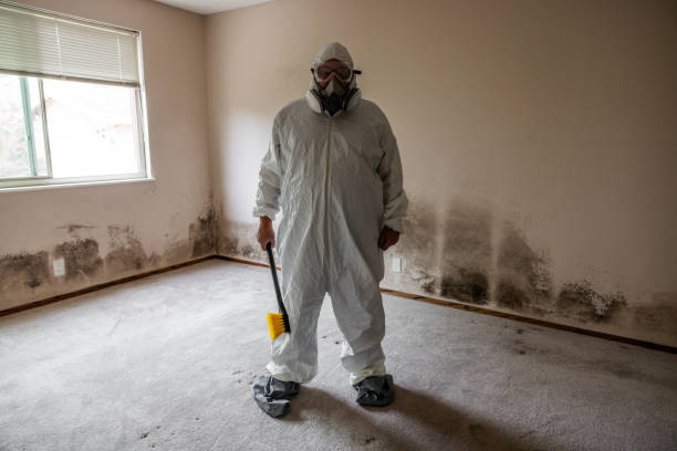 Best Black Mold Remediation in Hodgenville, KY